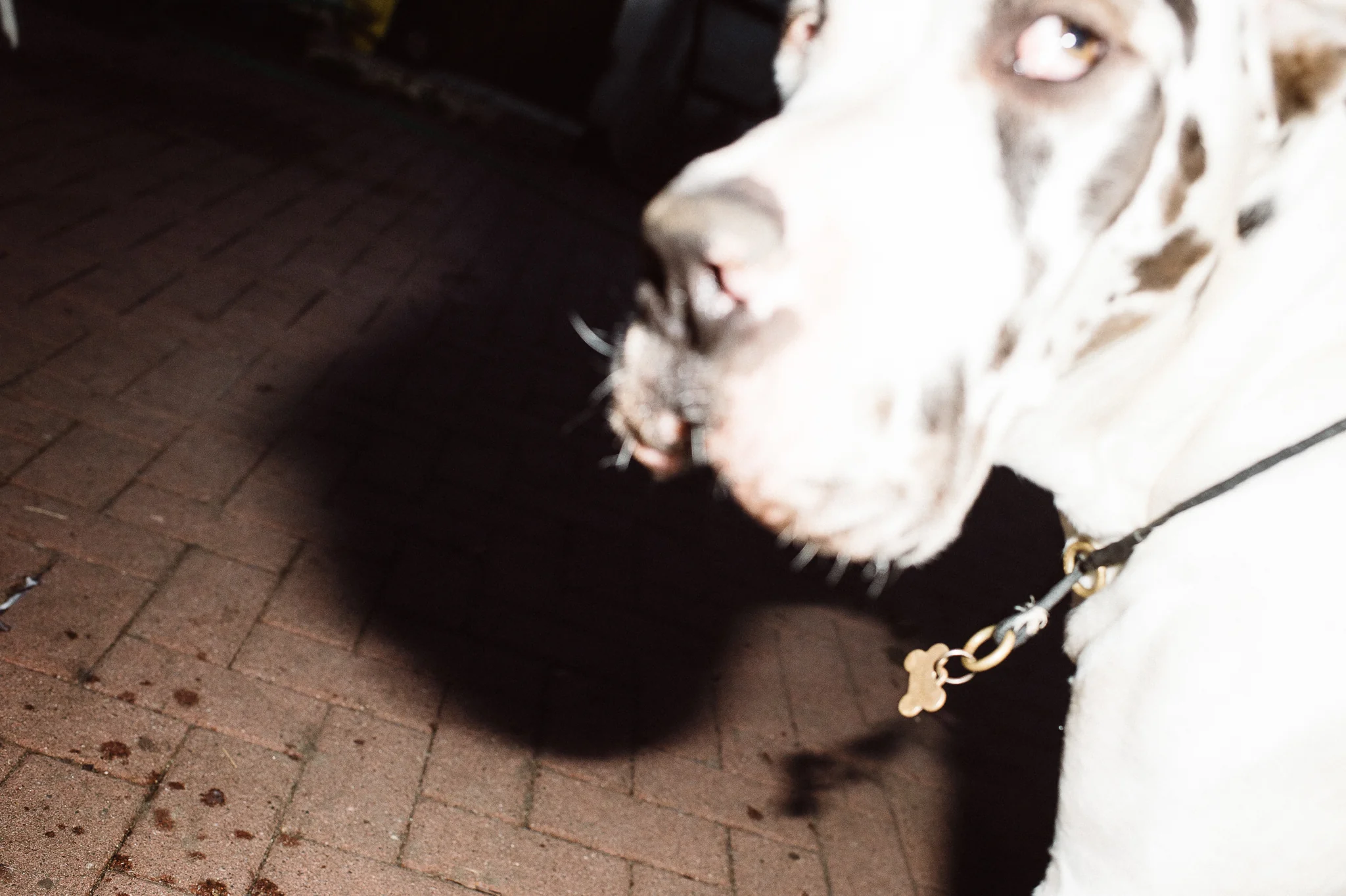 Dramatic low-angle shot of a mottled Great Dane peeking towards the camera at night.